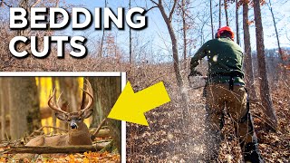 Deer Bedding Cuts | Do They Work?!