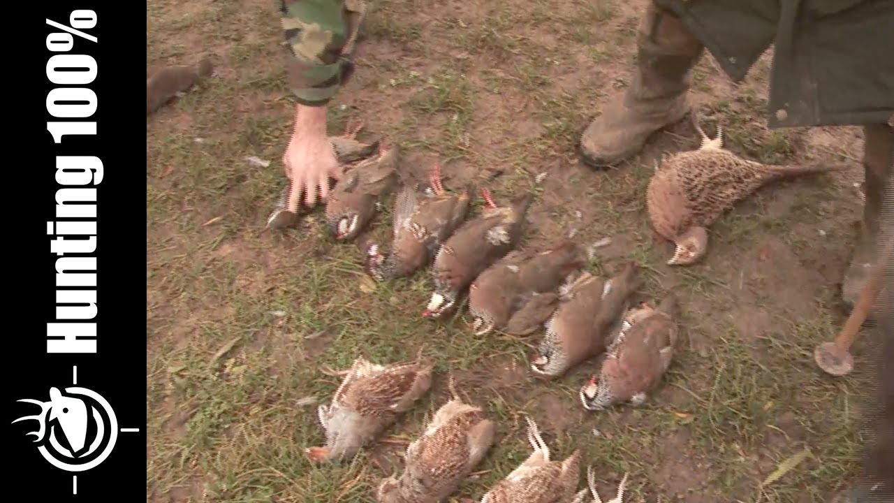 Pheasant Hunting in France