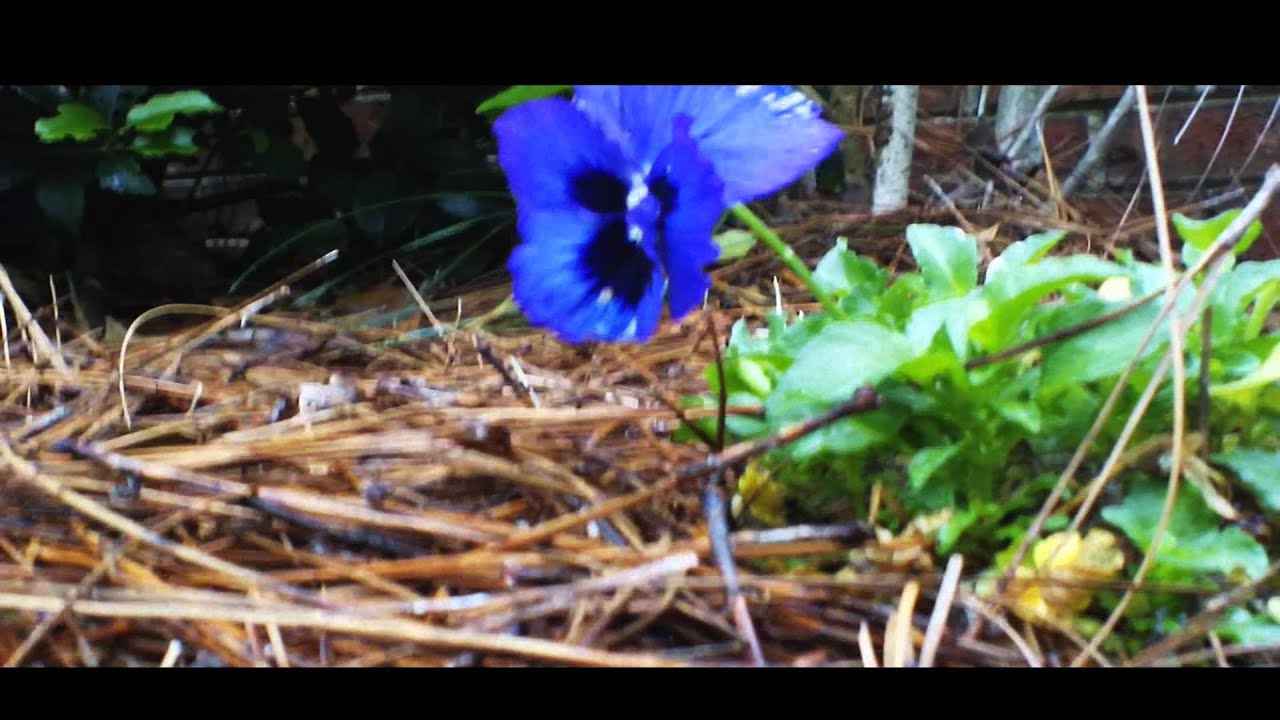 Sony Bloggie Duo Film Look (HD 1080p)