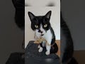 another photo montage, this one it is calling similar shots but it's just Thebe #catsoftwitter #cat