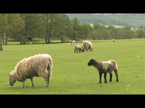 Video: Anglická (krajinná) Zahrada