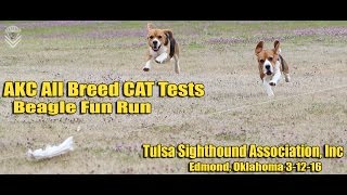 AKC All Breed CAT Tests-Beagle Fun Run-Tulsa Sighthound Association-Edmond, Oklahoma 3-12-16 AKC All Breed CAT Tests-Beagle Fun Run-Tulsa Sighthound Association-Edmond, Oklahoma 3-12-16