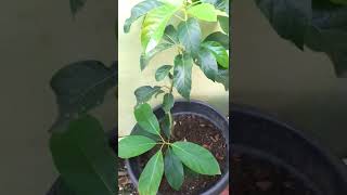 Menanam Pohon Alpukat dalam Pot | Semoga Cepat Berbuah #shorts