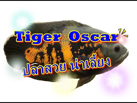 ปลาออสก้า..ปลาสวย เลี้ยงง่าย#NCO544
