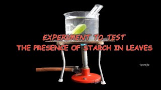 Test for presence of starch in leaf News