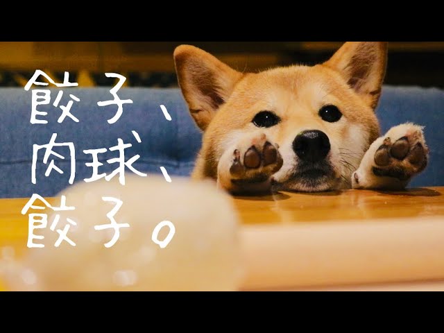 【柴犬と晩酌】カリカリ焼き餃子と鶏皮餃子、皮から作るもっちり水餃子