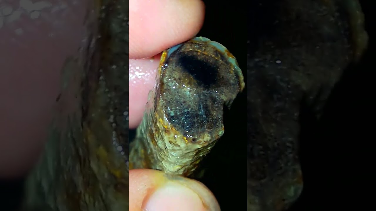 black opal sempur bule 24 pis lebih ranting kecil gede harga 💯discon 80 ribu net