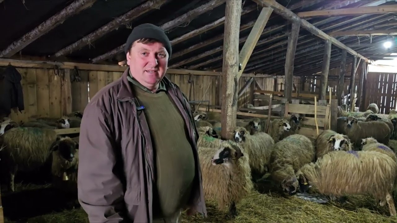 Pădurar cu oi breze și câini Kangal din Stoiceni, Maramureș
