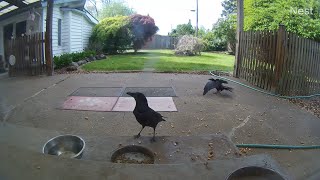 Two Crows visit our patio today! (OWL 2516)