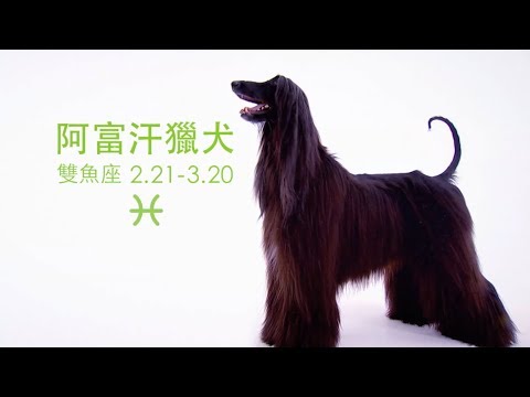 《狗狗12星座》雙魚座：阿富汗獵犬