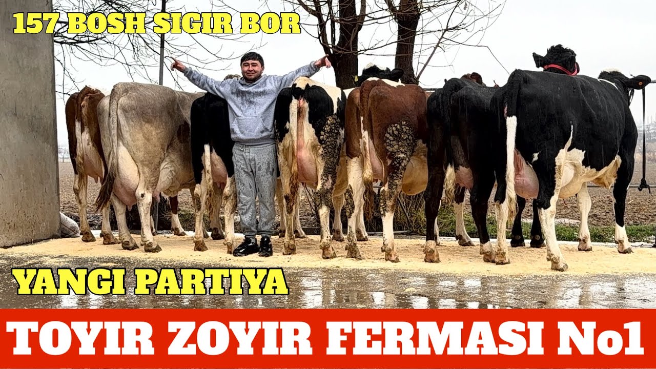 TOYOR ZOYIR FERMASI EGZAK SHVET SIMENTAL ONA BOLA SIGIRLA BOR 26/47 LIYR SUTGA