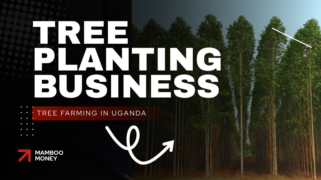 Посадка деревьев как разумное вложение (без ежедневного стресса)