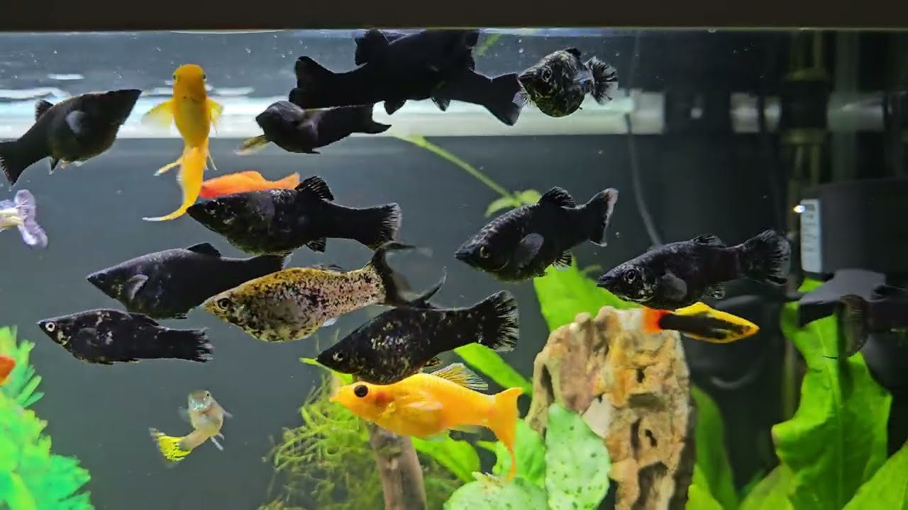 Akwarium 200 litrów 🤩 Stadko molinezji i nowe roślinki od zaprzyjaźnionego widza 😀