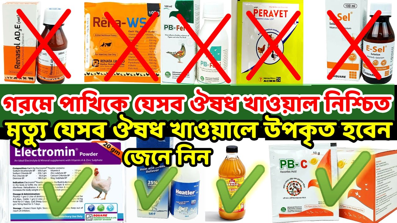 গরমে পাখিকে যেসব ঔষধ খাওয়াল নিশ্চিত মৃত্যু যেসব ওষুধ খাওয়ালে উপকৃত হবেন জেনেনিন | Birds of village