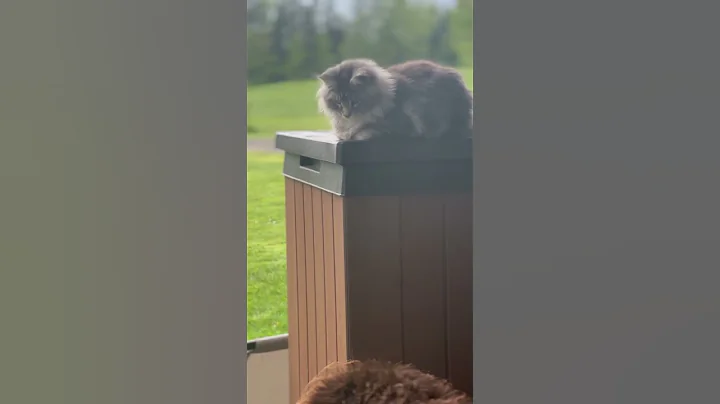 Video 9215971: maine coon kitten enjoys, cat kitten dog