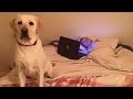 【感動する話】娘が寝ている部屋で激しく吠え続ける愛犬。何度叱っても止まないので見に行くと、そこには…
