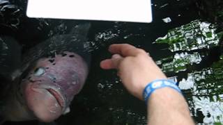 I Caress The Fish Osphronemus Goramy
