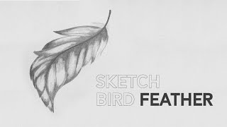 How to sketch | Bird Feather | Mock-ups