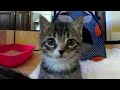 Kitten VR Experience 3 - You are kitten-size!
