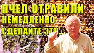 Гибель пчел Пчел отравили Что делать с рамками