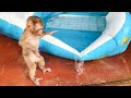 Monkey yuyu suddenly got into trouble while swimming