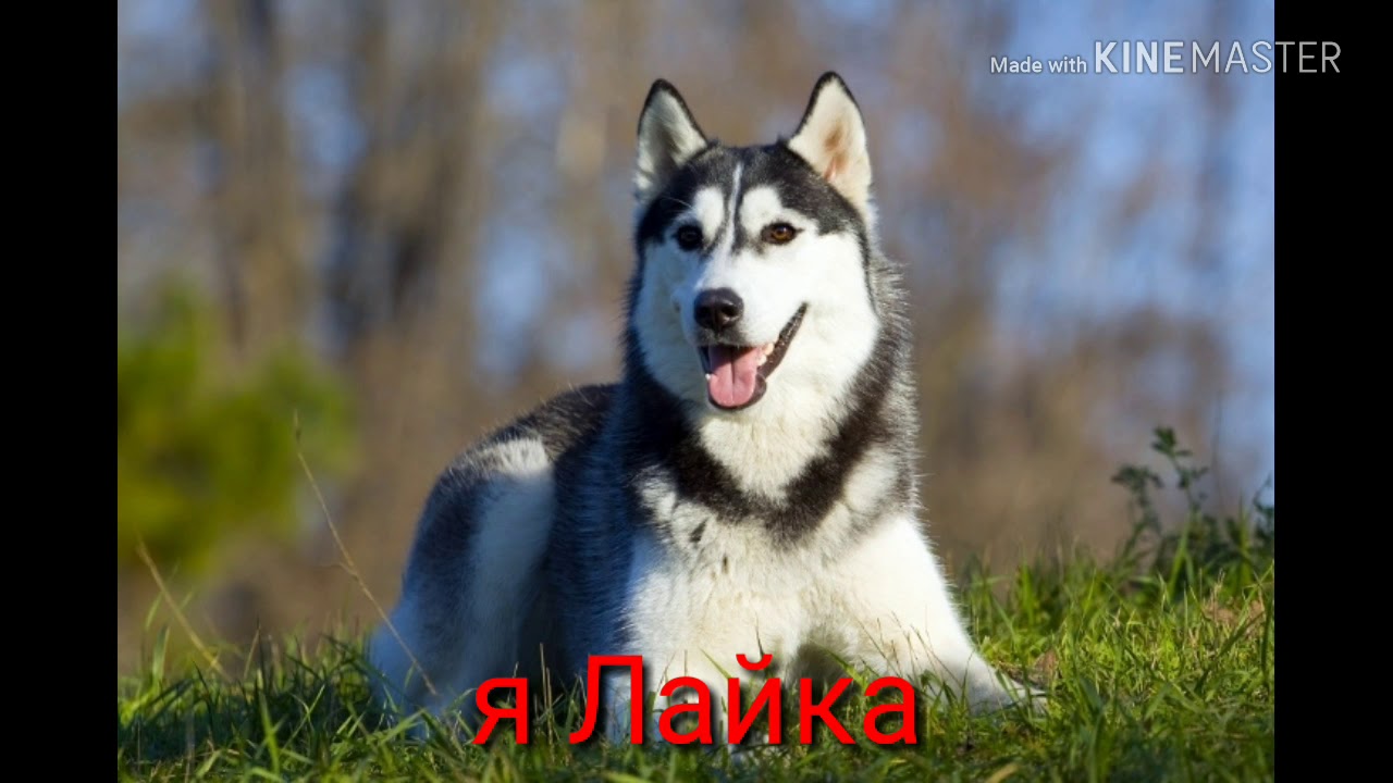 Порода Собак Хаски Характеристика Фото
