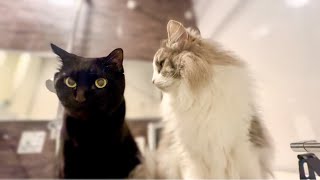 Norwegian Forest Cat and Black Cat Fighting for Mom