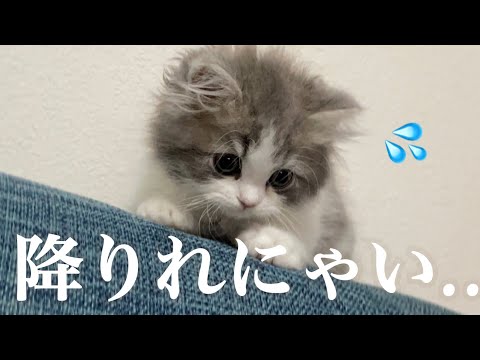 自分で登って降りれなくなった子猫がおバカで可愛い ラガマフィン Youtube