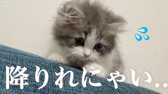 ラガマフィン子猫 Youtube