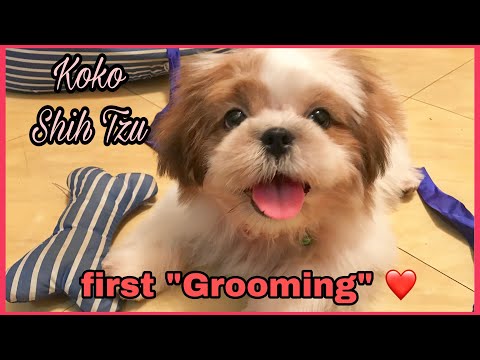 Koko the Shih Tzu first “GROOMING” | King’s Road Veterinary Clinic and Grooming Center