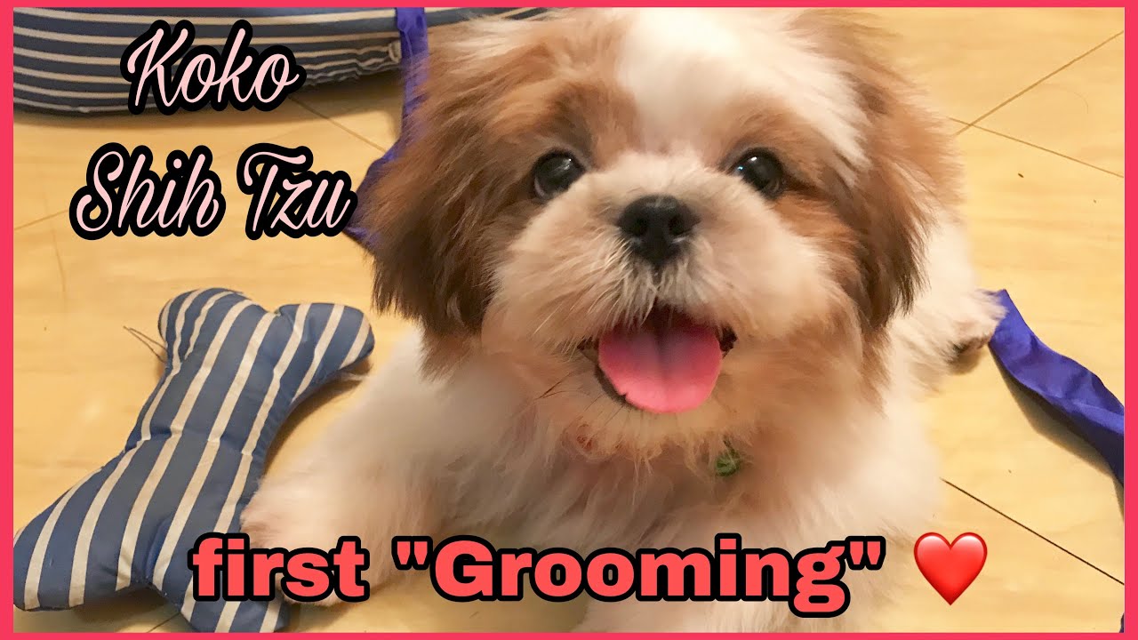 paano mag alaga ng shih tzu