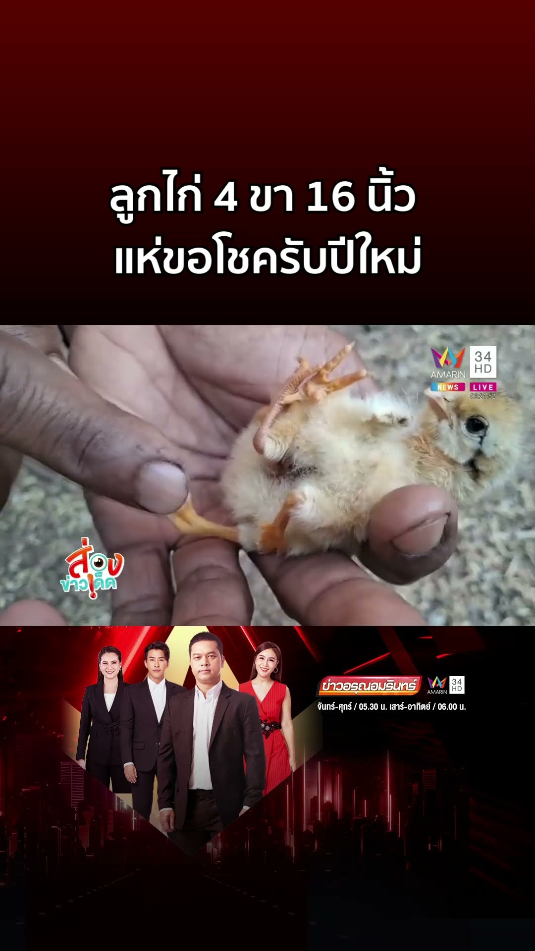 ฮือฮา ลูกไก่ 4 ขา 16 นิ้ว แห่ขอโชครับปีใหม่ | ข่าวอรุณอมรินทร์