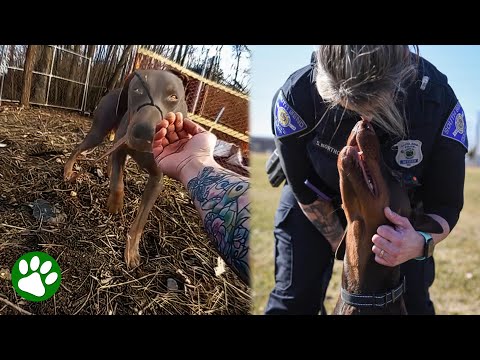 Polis räddar övergiven hund med buntband runt nosen