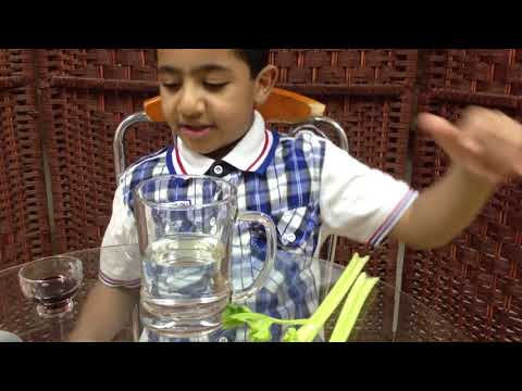 فيديو: كيفية صبغ الكرفس - تغيير لون الكرفس مع الأطفال