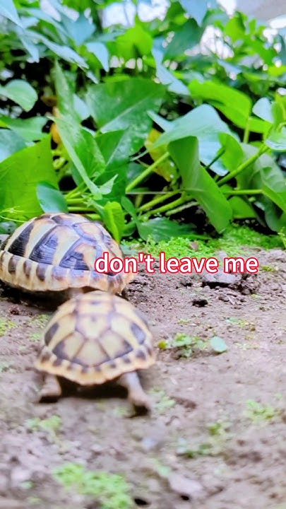 two-adorable-baby-tortoises-went-to-the-sweet-potato-leaf-garden-and