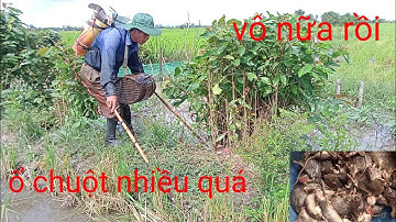 mùa nước lũ đã về đồng chú 6 xiệt chuột vô mánh nữa rồi. gặp ếch bự quá