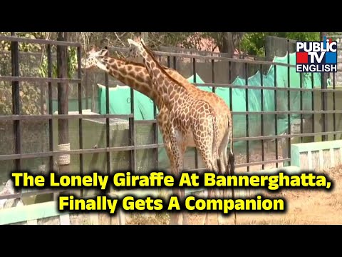 Gauri, The Lonely Giraffe At Bannerghatta National Park, Finally Gets A Companion