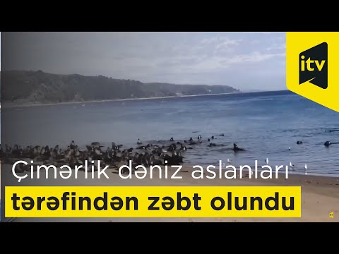 Video: Dəniz aslanı dostdur?