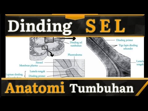 Video: Apa yang akan menjadi dinding sel di sebuah rumah?