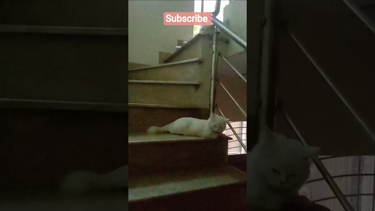 ✨ Cute Couple Cats Resting on Stairs ✨ | Relax & Vibes
