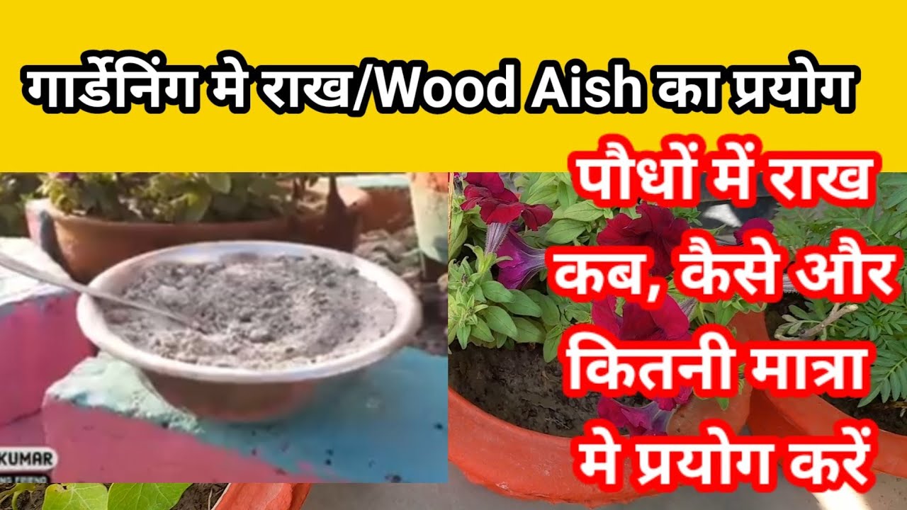 How to use Wood Aish in gardening Benefits of wood aish in plants