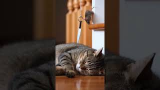 Shocking! Sleeping cat in risk — will mouse's daring escape surprise you