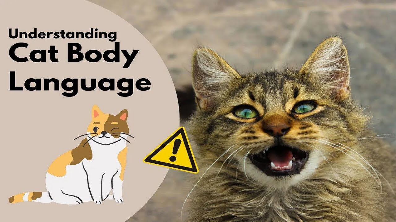 Decoding Cat Body Language