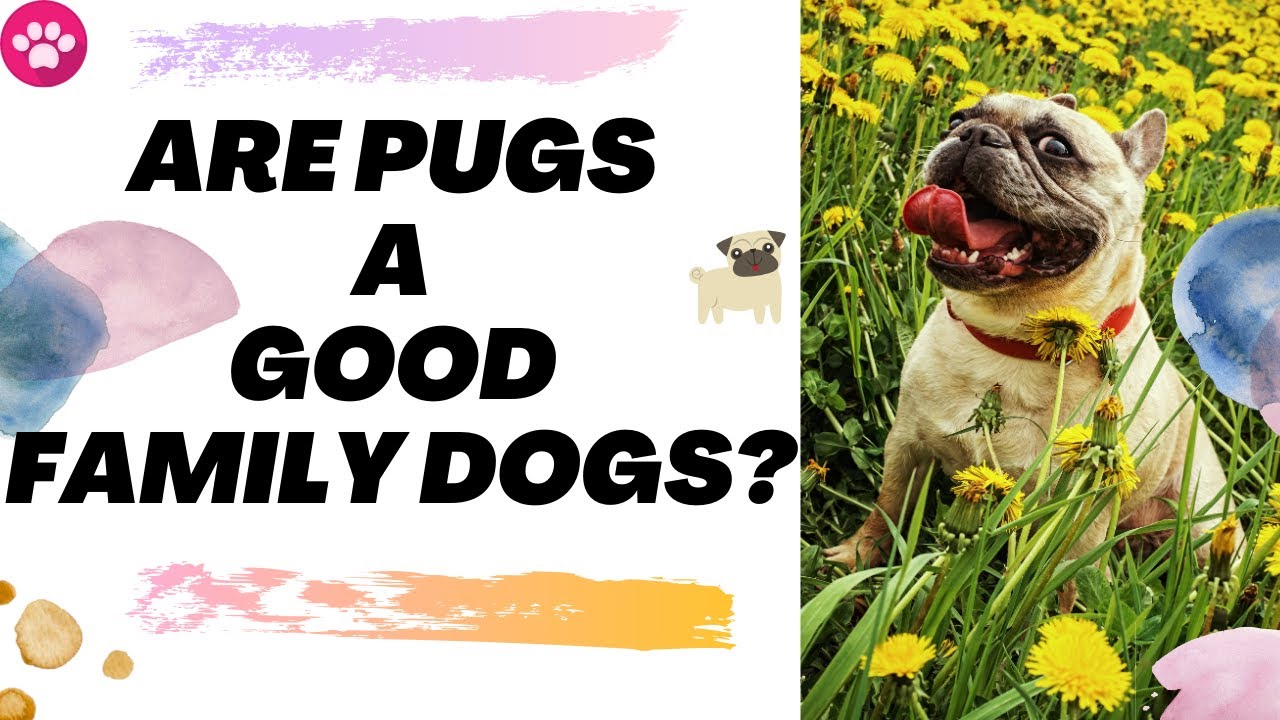 Are Pugs Good House Dogs?