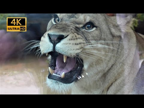 Video: Za i protiv zooloških vrtova za bebe