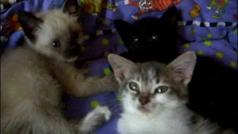 Watch the video about Siamese Mix Kittens