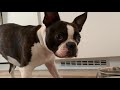 Boston Terrier - Reaction To Empty Bowl (watch till the end) の動画、YouTube動画。