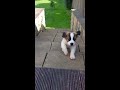 11 week puppy figures out the steps. Saint Bernard Puppy Dave