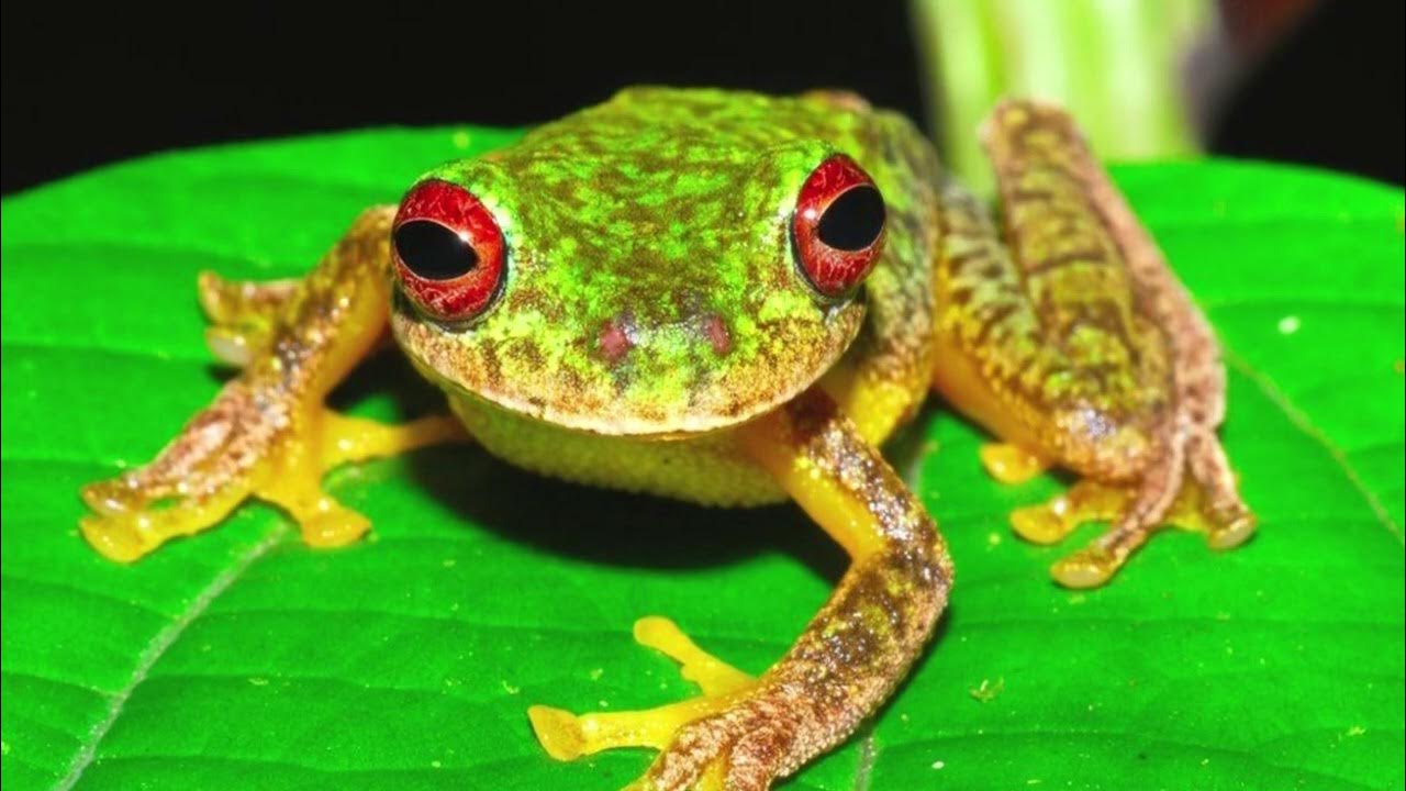 How many babies do Frogs have? Do frogs give you warts? How fast is a