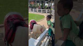 ELGANT DAN KUDA PONI 🐴🐎 #kudaponi #horse #animals #kudalucu